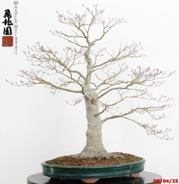 Acer palmatum - immagine 7