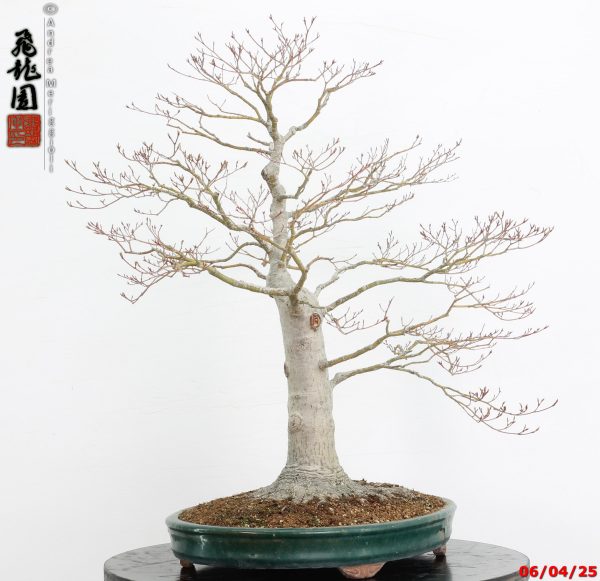 Acer palmatum - immagine 8