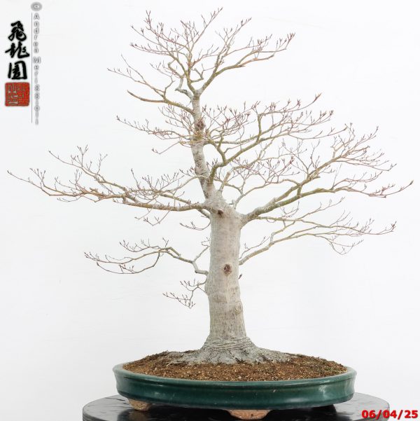 Acer palmatum - immagine 10