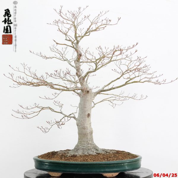 Acer palmatum - immagine 11