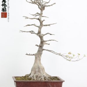 Acer buergerianum
