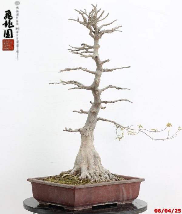 Acer buergerianum - immagine 2