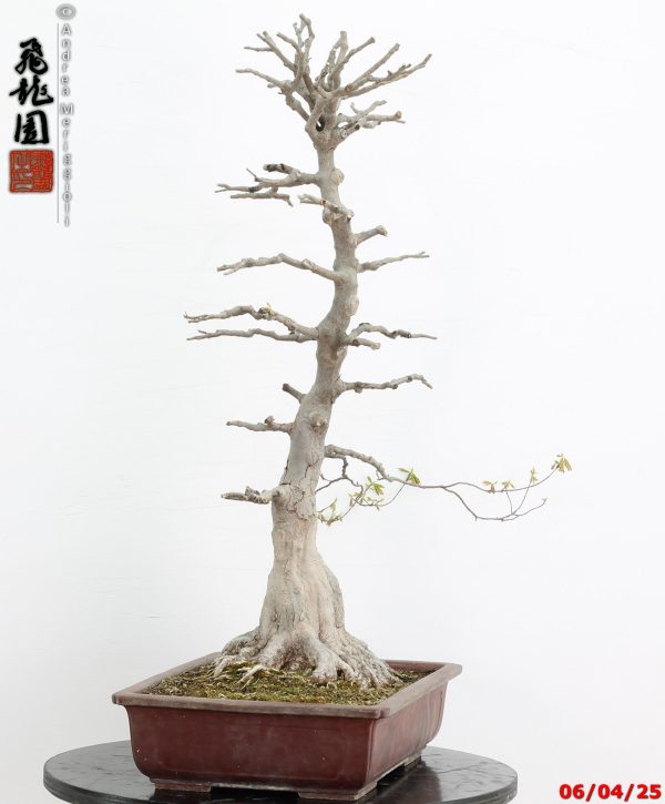 Acer buergerianum - immagine 3