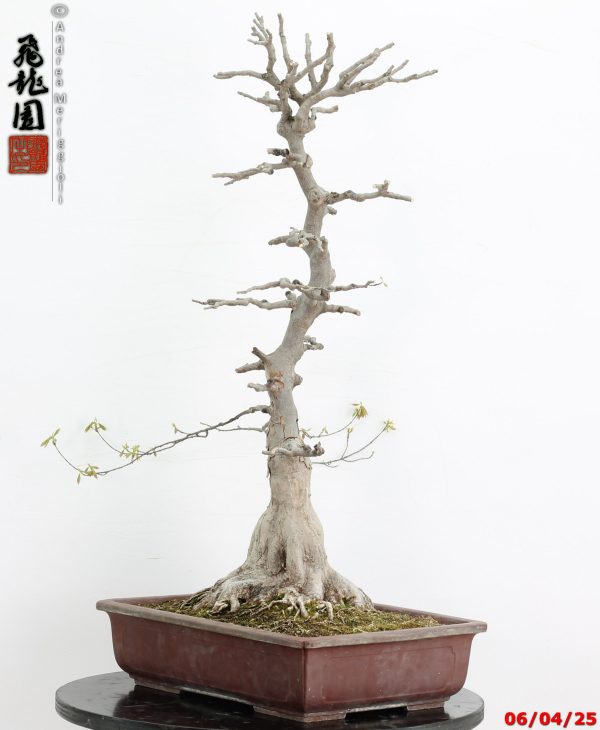 Acer buergerianum - immagine 4