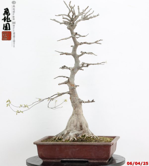 Acer buergerianum - immagine 5