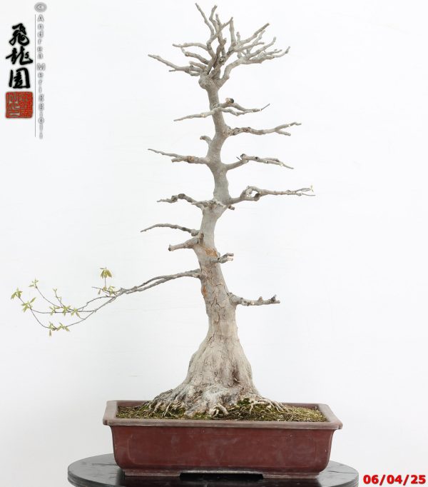Acer buergerianum - immagine 6