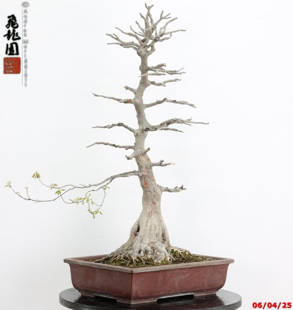 Acer buergerianum - immagine 7