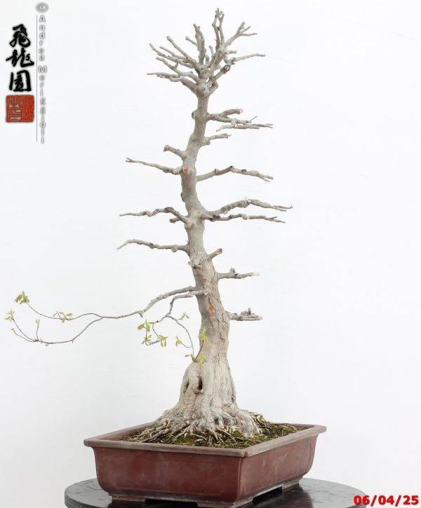 Acer buergerianum - immagine 8