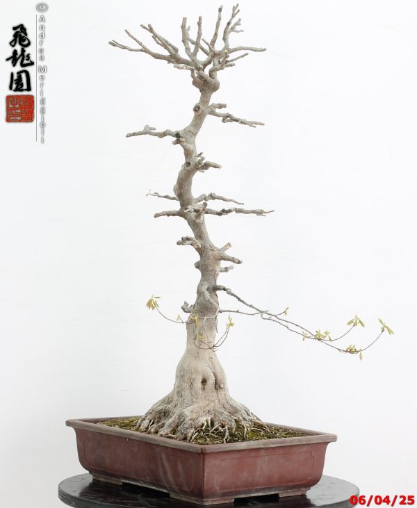 Acer buergerianum - immagine 9