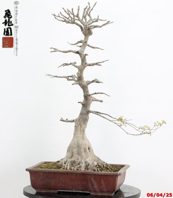 Acer buergerianum - immagine 10