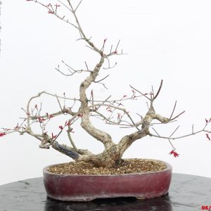 Acer palmatum deshojo