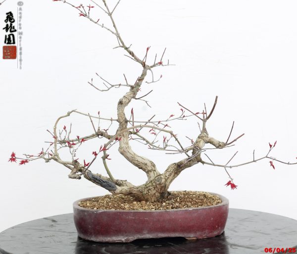 Acer palmatum deshojo