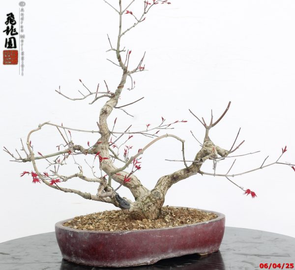 Acer palmatum deshojo - immagine 2