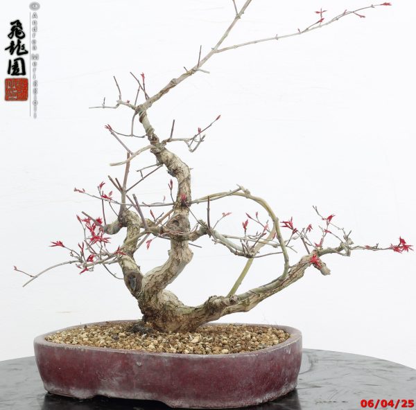 Acer palmatum deshojo - immagine 4