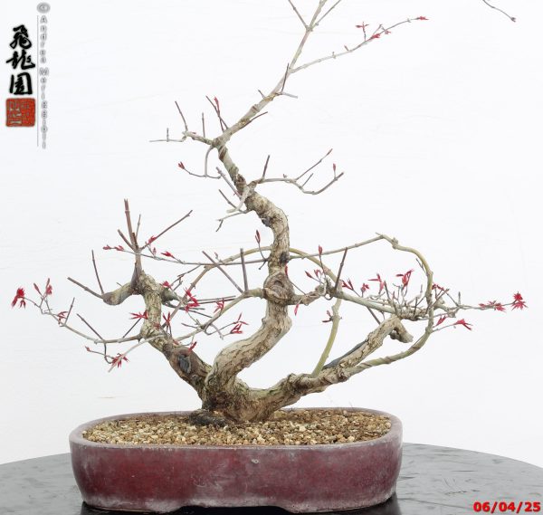 Acer palmatum deshojo - immagine 5
