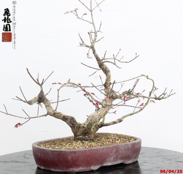 Acer palmatum deshojo - immagine 6
