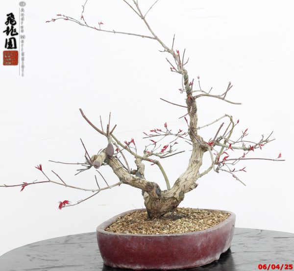 Acer palmatum deshojo - immagine 7