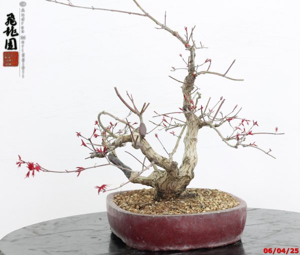 Acer palmatum deshojo - immagine 8