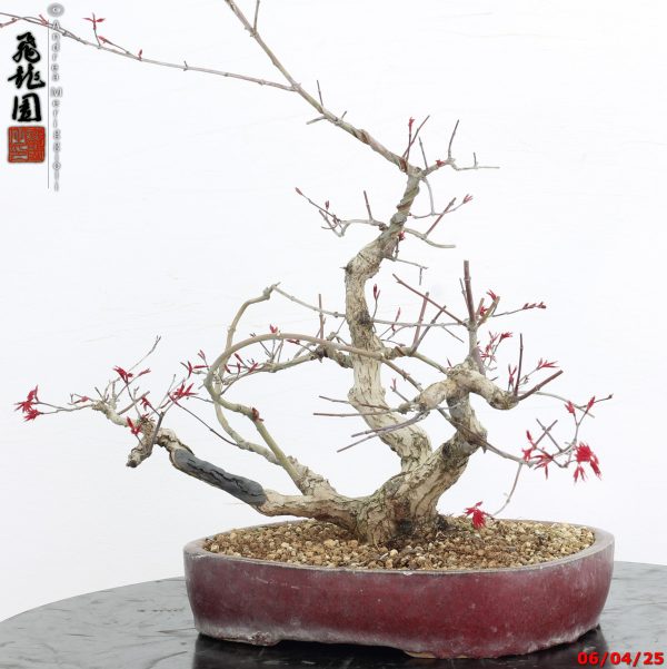 Acer palmatum deshojo - immagine 9