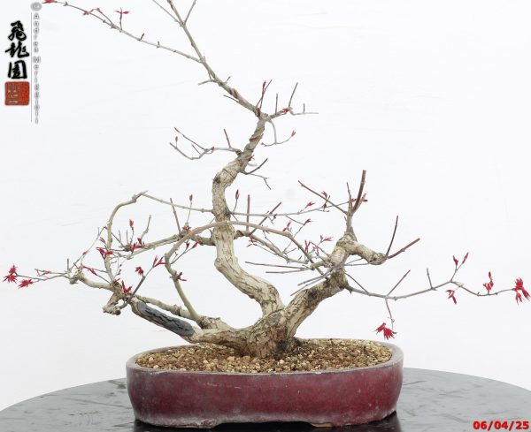 Acer palmatum deshojo - immagine 10