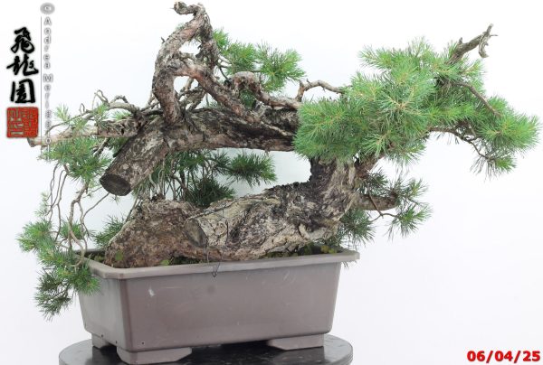 Pinus sylvestris