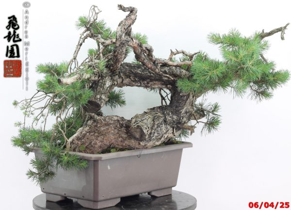 Pinus sylvestris - immagine 2