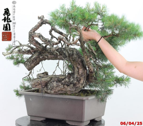 Pinus sylvestris - immagine 3
