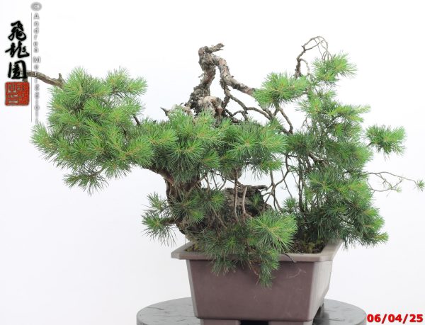Pinus sylvestris - immagine 4