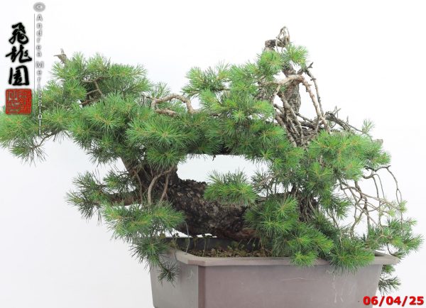 Pinus sylvestris - immagine 5