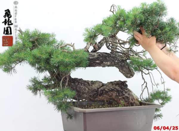 Pinus sylvestris - immagine 6
