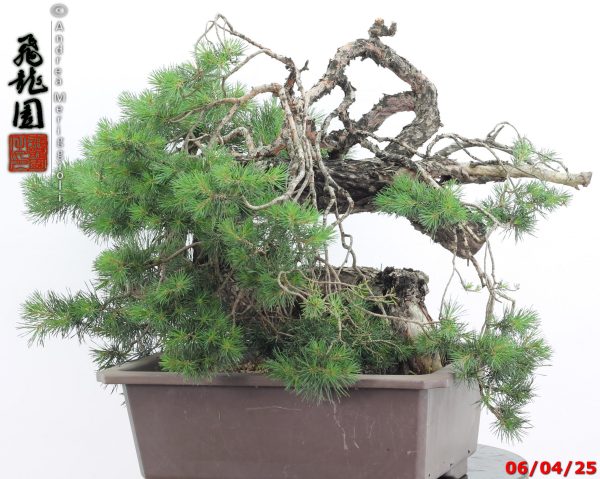 Pinus sylvestris - immagine 7