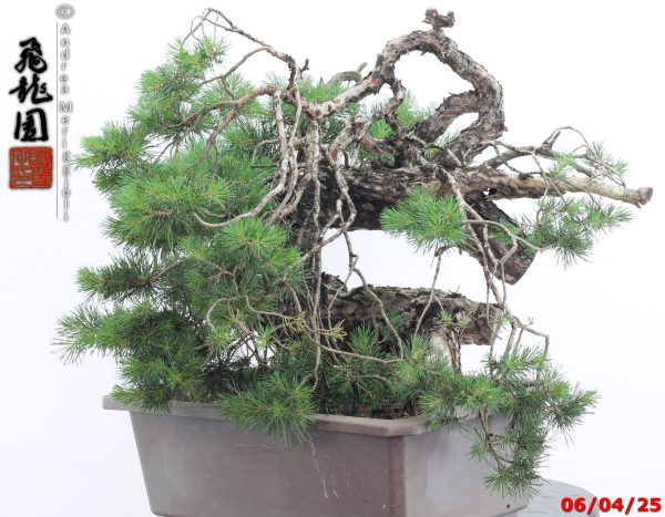 Pinus sylvestris - immagine 8