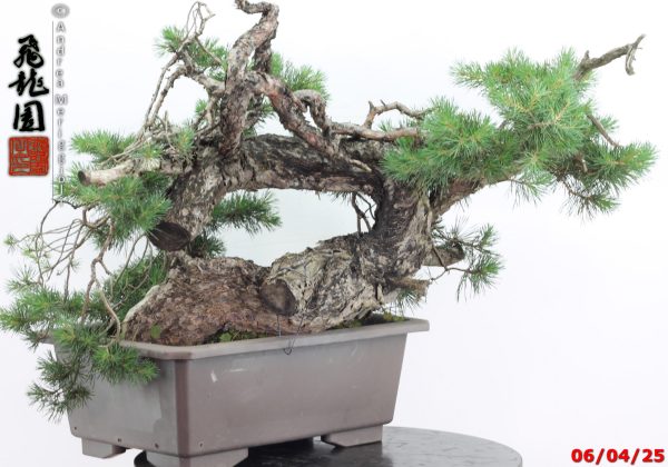 Pinus sylvestris - immagine 9