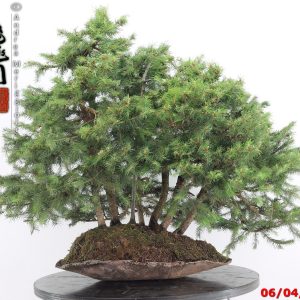 Picea abies