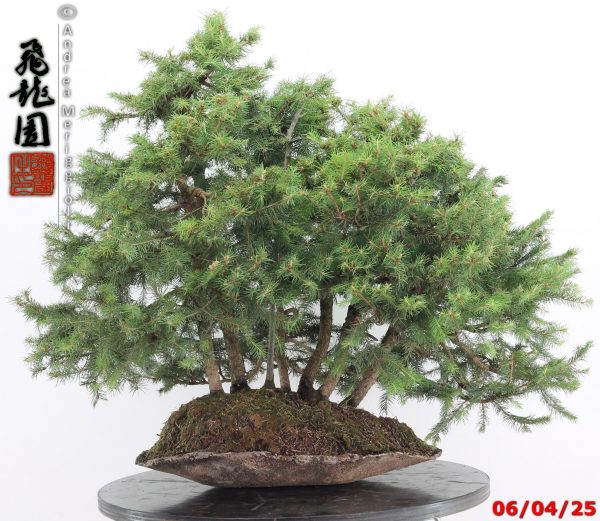 Picea abies