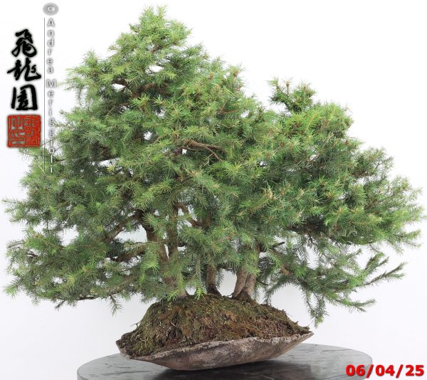 Picea abies - immagine 2