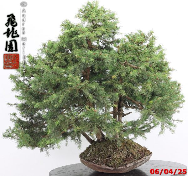 Picea abies - immagine 3