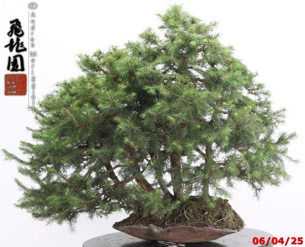 Picea abies - immagine 4