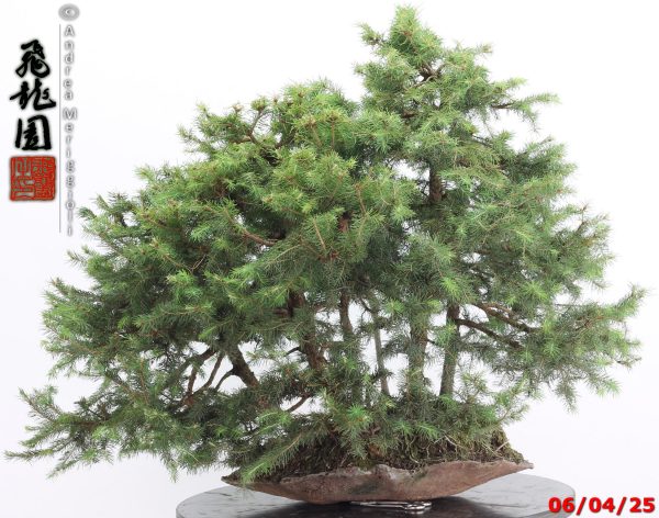 Picea abies - immagine 5