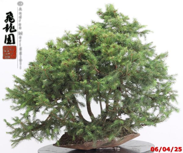 Picea abies - immagine 6