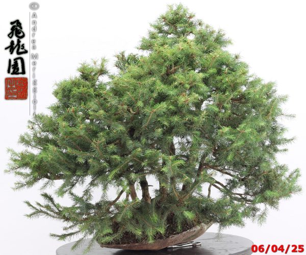 Picea abies - immagine 7