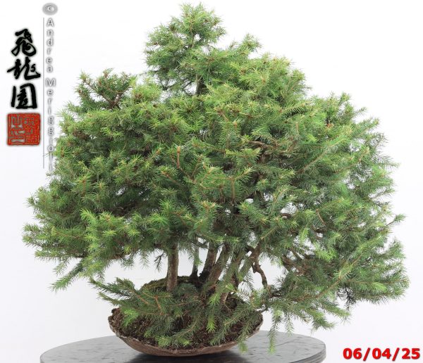 Picea abies - immagine 8