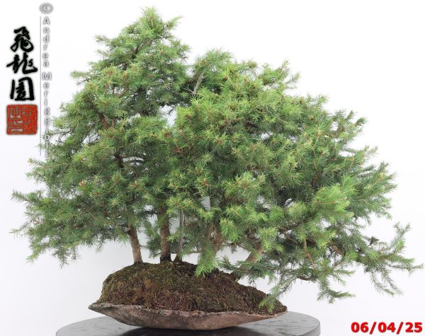 Picea abies - immagine 10