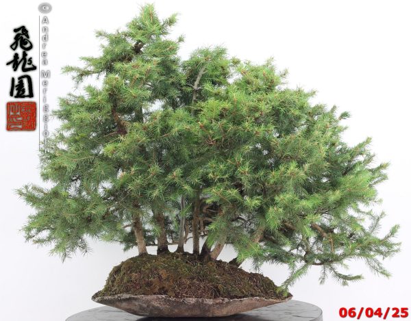 Picea abies - immagine 11