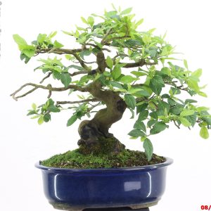 Diospyros kaki shohin