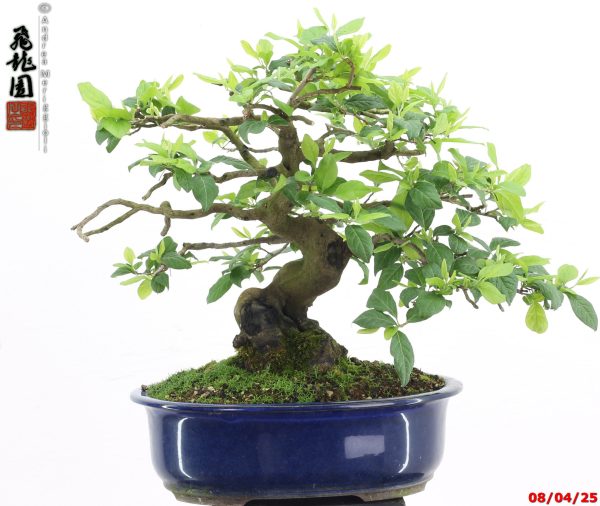 Diospyros kaki shohin