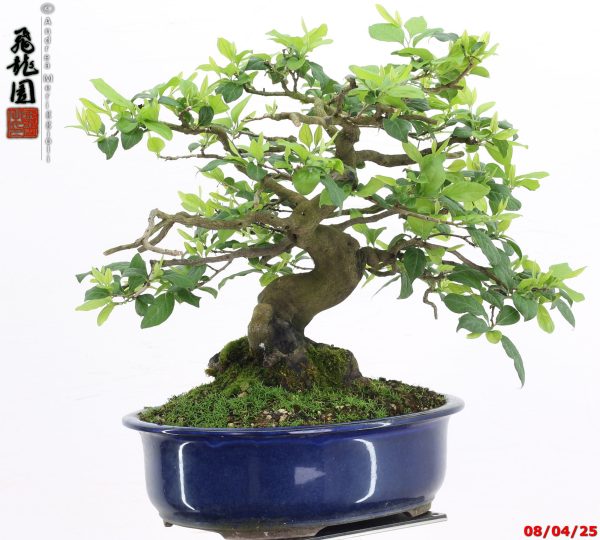 Diospyros kaki shohin - Image 2