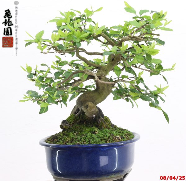 Diospyros kaki shohin - Image 3