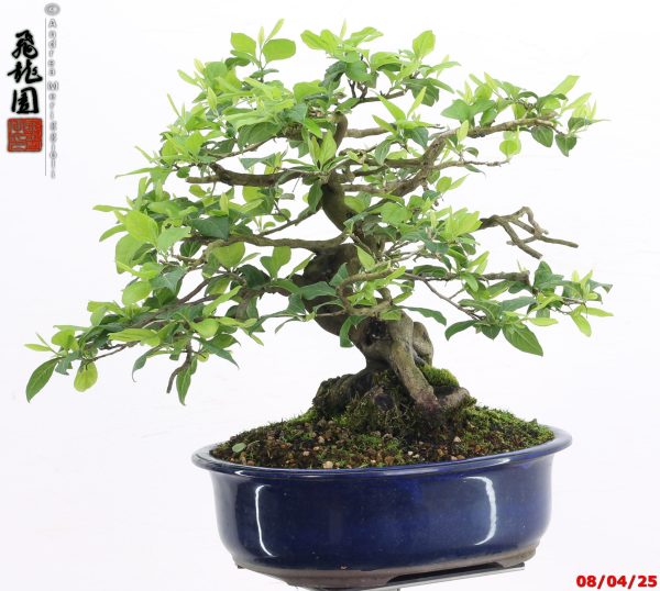 Diospyros kaki shohin - Image 6