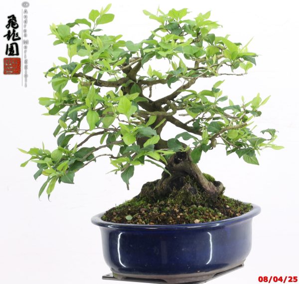 Diospyros kaki shohin - Image 7